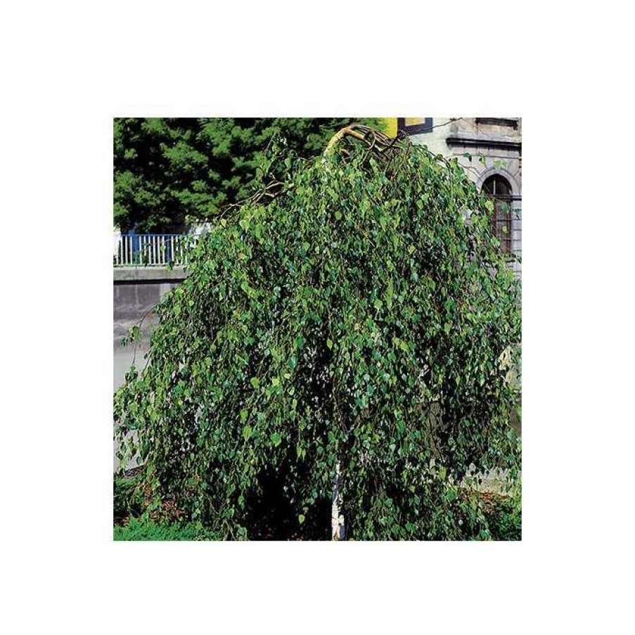 Ornamental Trees * | Young'S Weeping Birch | Betula Pendula 'Youngii'