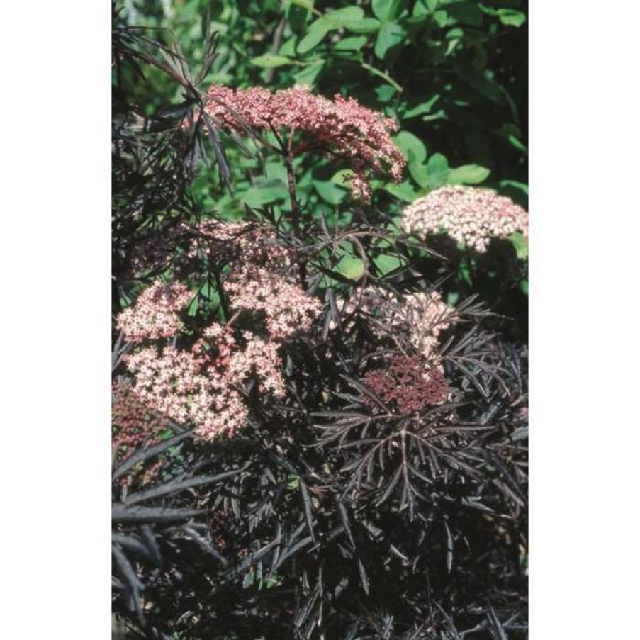 Ornamental Trees * | Sambucus Nigra Black Lace | 12L Pot | 150-180Cm | By Frank P Matthews