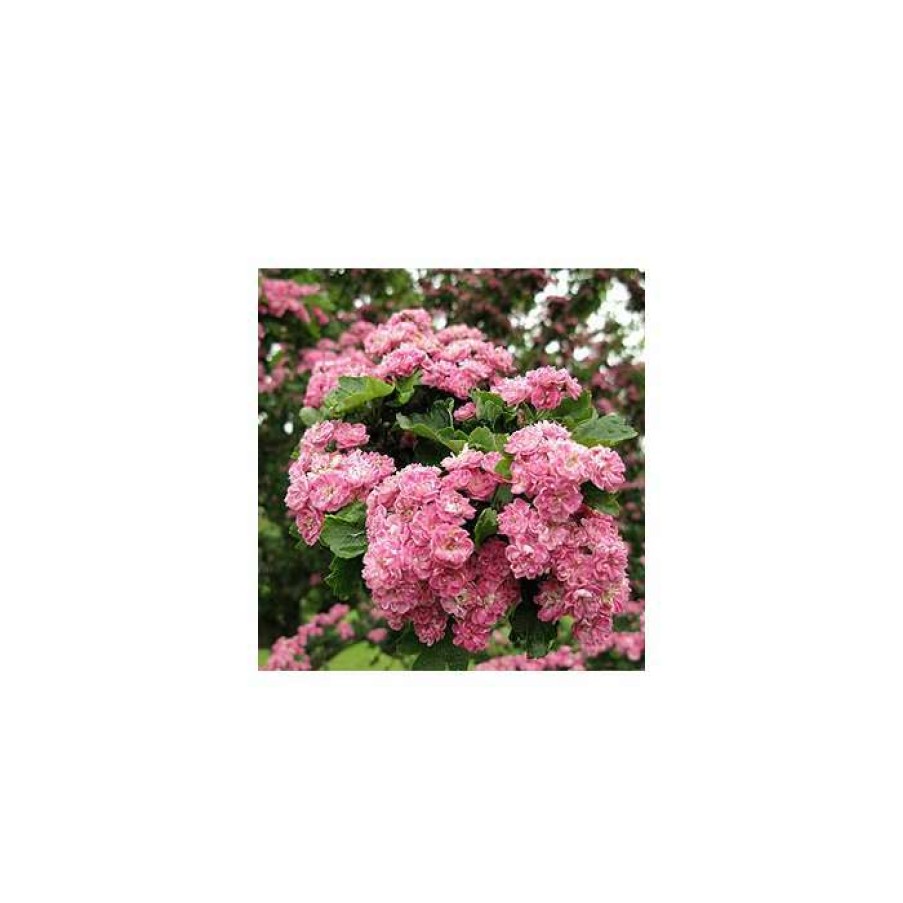 Ornamental Trees * | Crataegus Laevigata 'Rosea Flore Pleno' | Hawthorn Tree