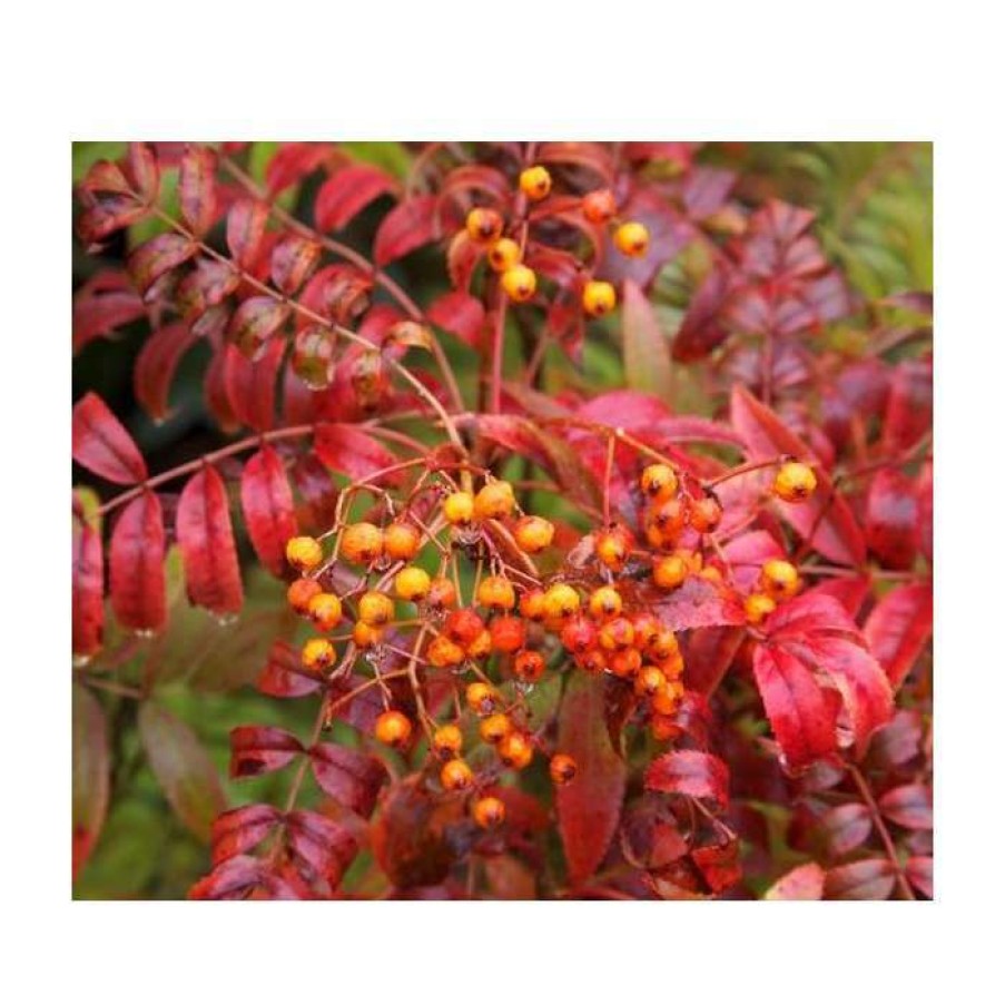 Ornamental Trees * | Sorbus Commixta 'Embley' | Japanese Rowan Tree