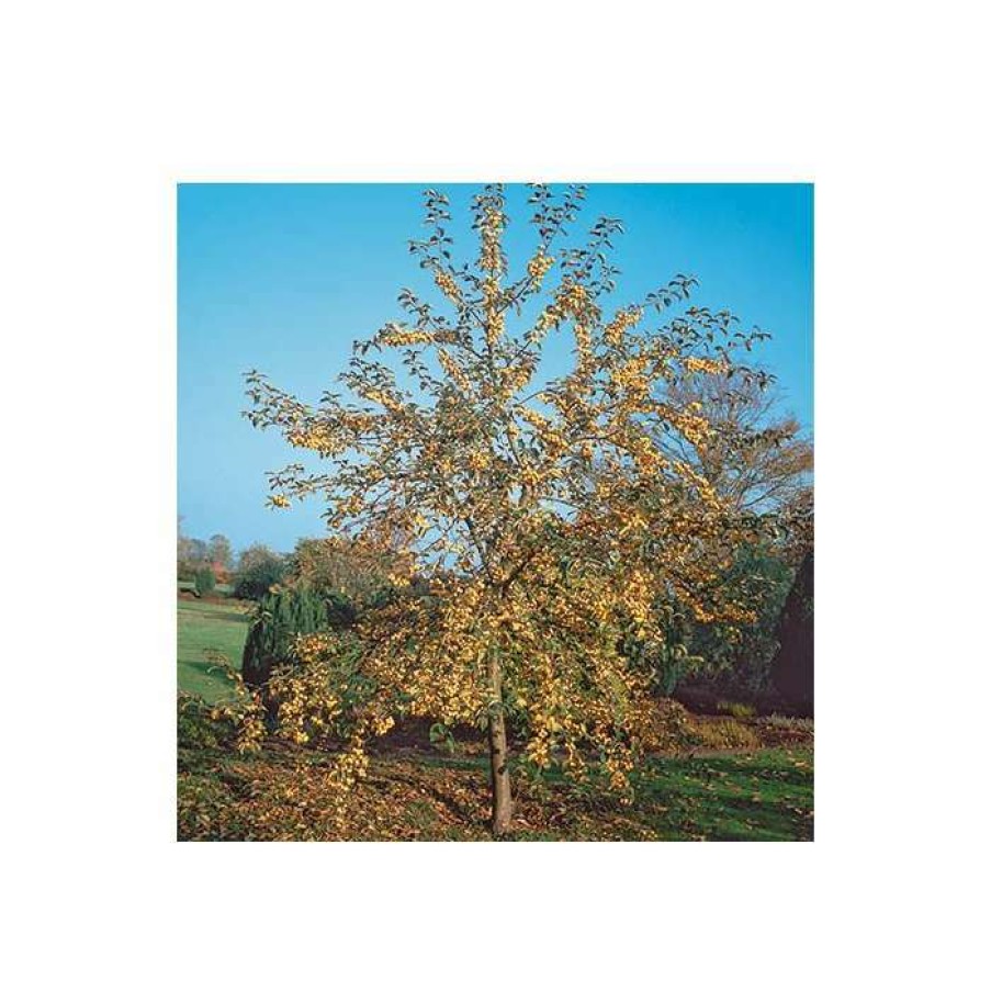 Ornamental Trees * | Malus X Zumi 'Golden Hornet' | Crab Apple Tree | 12L Pot | 150-180Cm | By Frank P Matthews