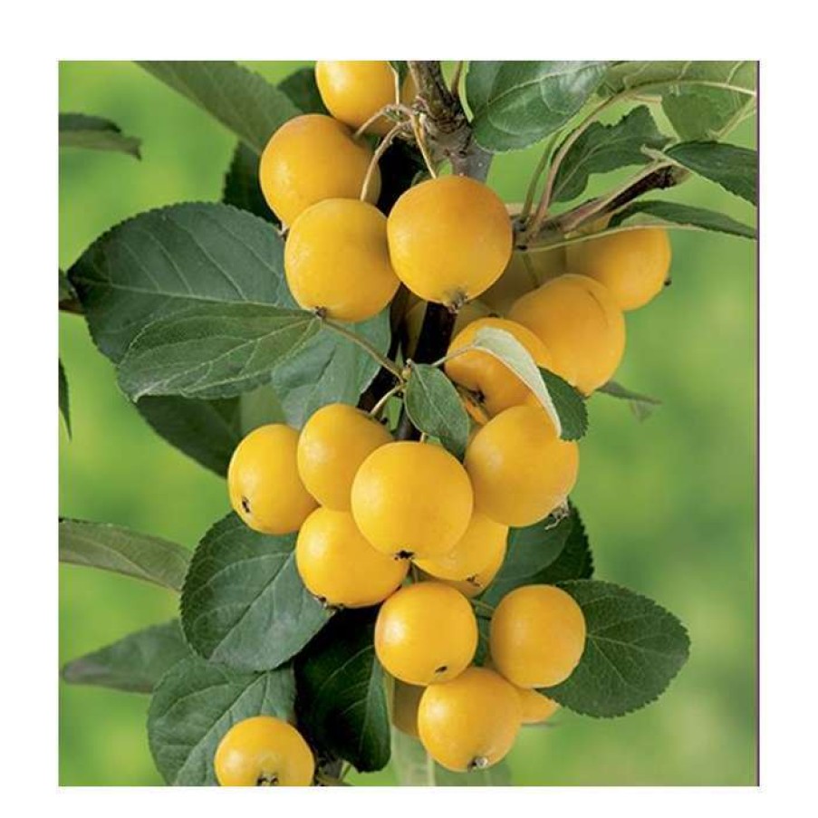 Ornamental Trees * | Malus X Zumi 'Golden Hornet' | Crab Apple Tree | 12L Pot | 150-180Cm | By Frank P Matthews