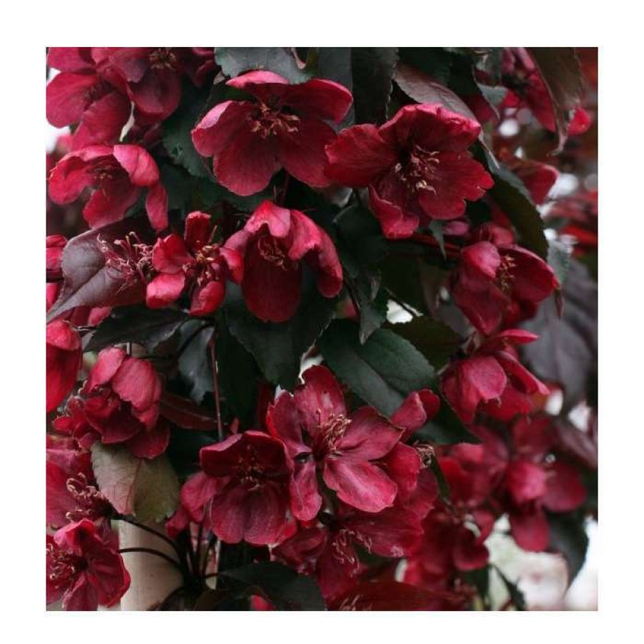 Ornamental Trees * | Malus 'Royalty' | Crabapple Tree