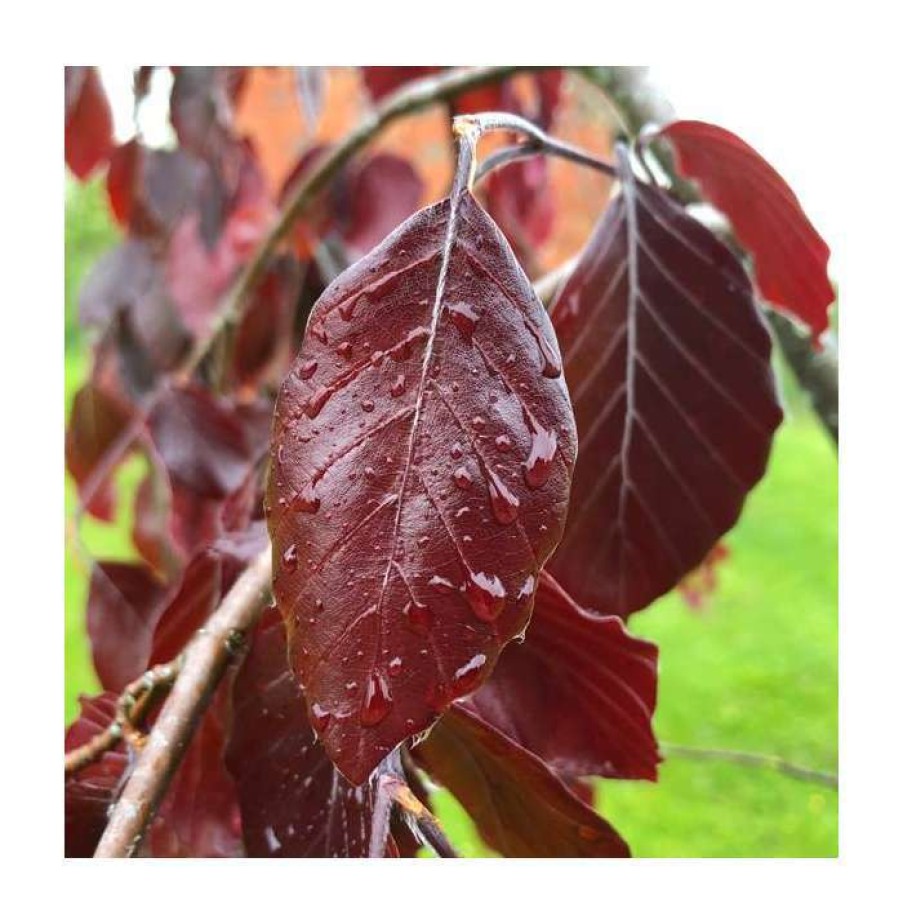 Ornamental Trees * | Fagus Sylvatica 'Black Swan' | Weeping Purple Beech Tree | 12L Pot | 150-180Cm | By Frank P Matthews