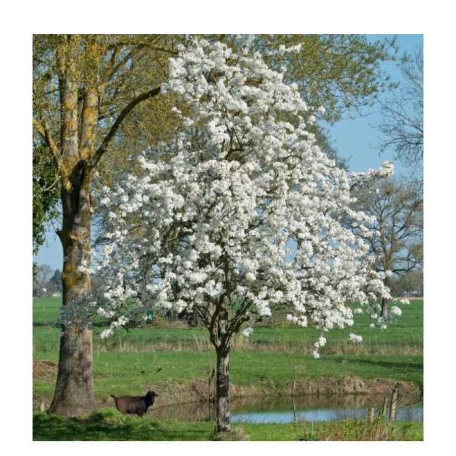 Fruit Trees * | 5Ft Pear Pyrifolia 'Nijisseiki' | 20Th Century Asian Pear Tree | 9L Pot