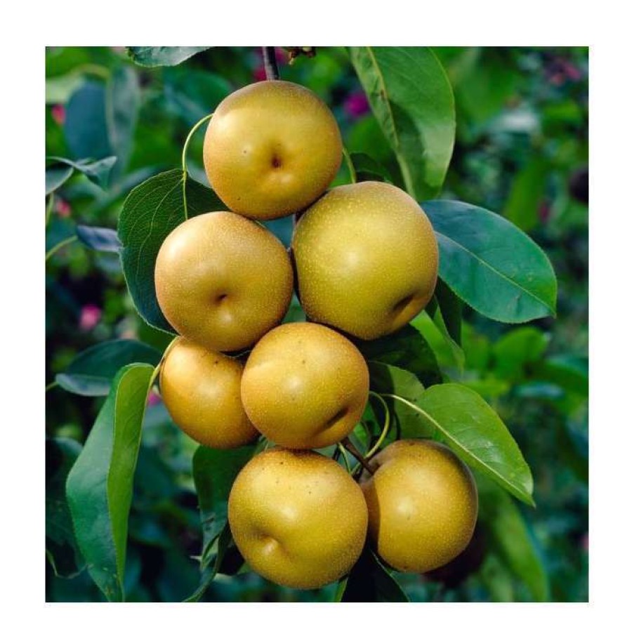 Fruit Trees * | 5Ft Pear Pyrifolia 'Nijisseiki' | 20Th Century Asian Pear Tree | 9L Pot