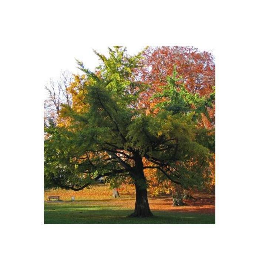 Ornamental Trees * | Ginkgo Biloba | Maidenhair Tree