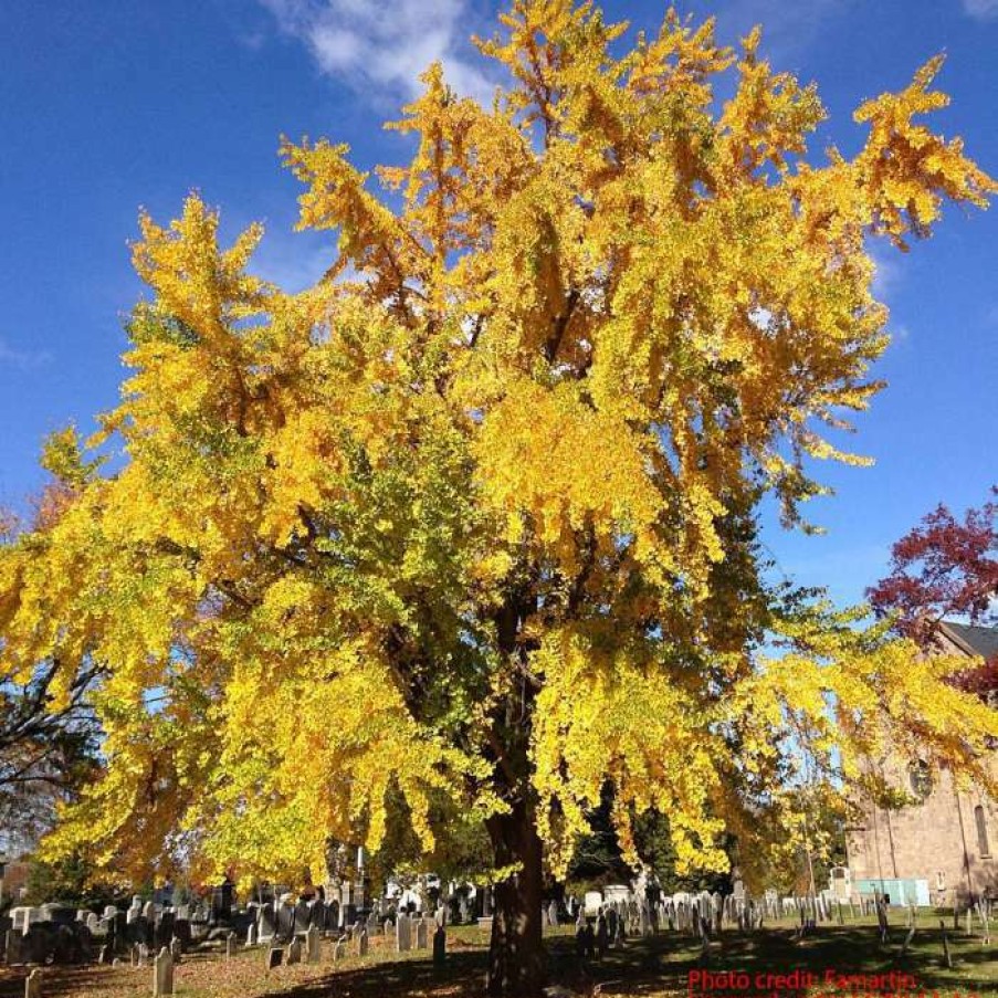 Ornamental Trees * | Ginkgo Biloba | Maidenhair Tree