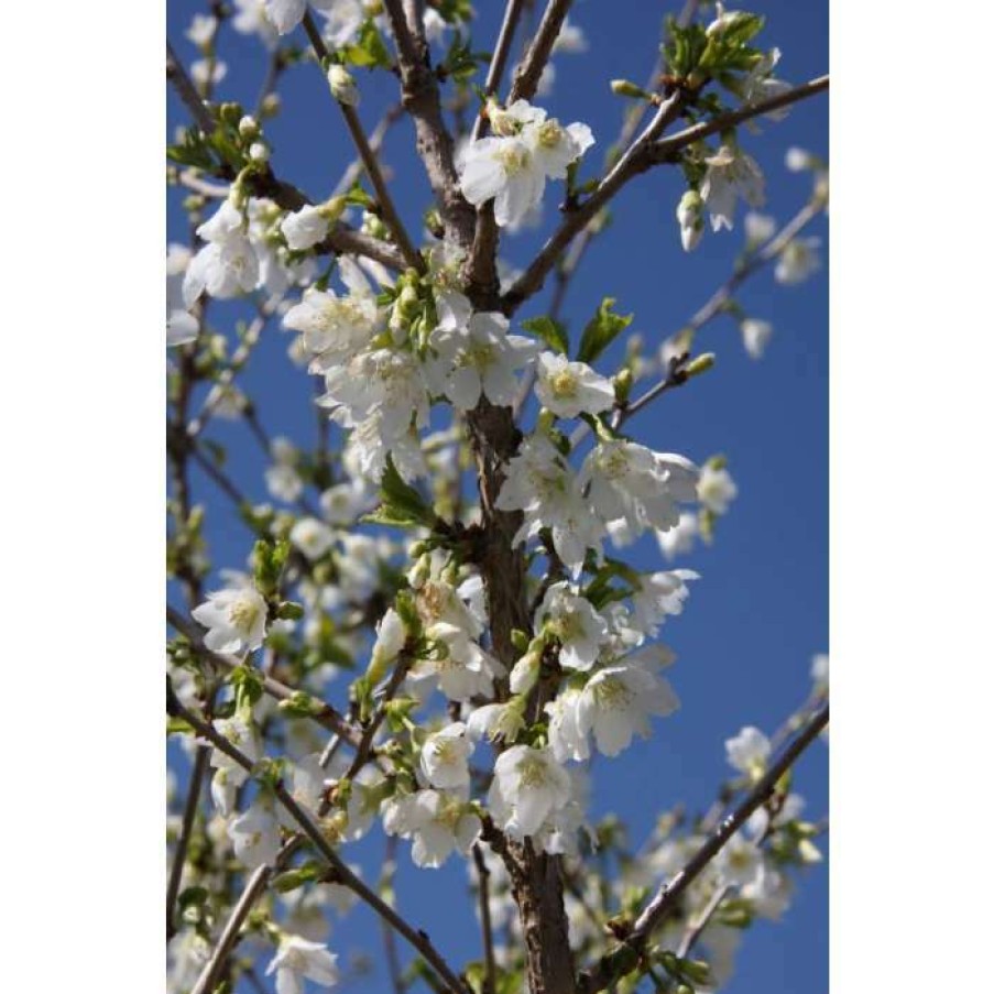 Ornamental Trees * | Prunus Incisa F. Yamadei Tree | Fuji Cherry Blossom Tree | 12L Pot | 150-180Cm | By Frank P Matthews