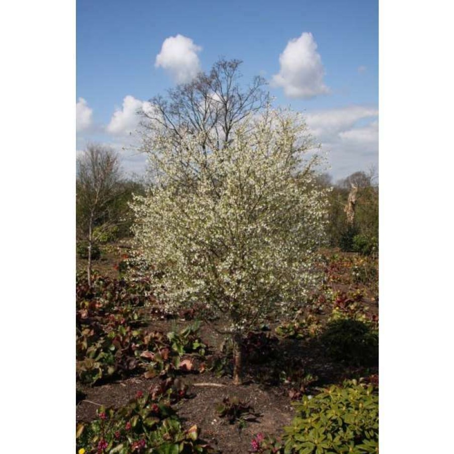 Ornamental Trees * | Prunus Incisa F. Yamadei Tree | Fuji Cherry Blossom Tree | 12L Pot | 150-180Cm | By Frank P Matthews