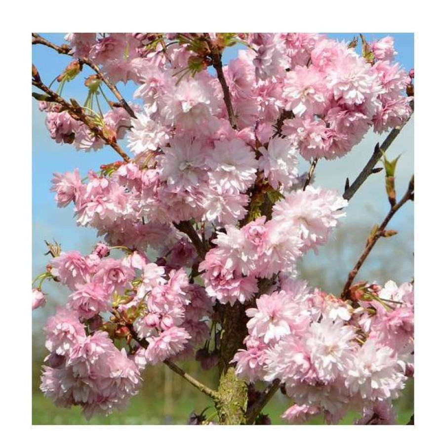 Ornamental Trees * | Prunus 'Asano' Tree | Upright Blossoming Cherry Tree | 11.5L Pot Top Worked At 45Cm | 150-180Cm | By Frank P Matthews