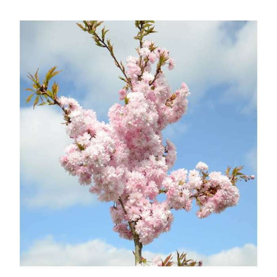 Ornamental Trees * | Prunus 'Asano' Tree | Upright Blossoming Cherry Tree | 11.5L Pot Top Worked At 45Cm | 150-180Cm | By Frank P Matthews