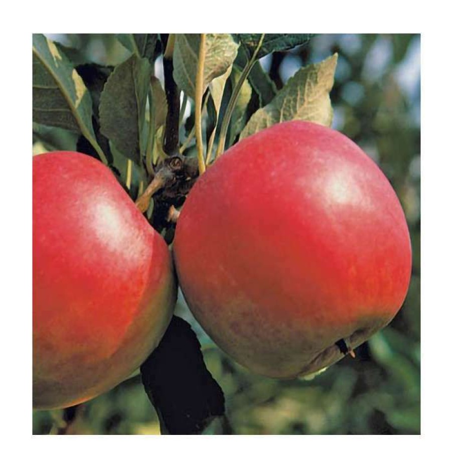 Fruit Trees * | 5Ft 'Katy' Dessert Apple Tree | Mm106 Semi Vigorous Rootstock | 12L Pot | By Frank P Matthews