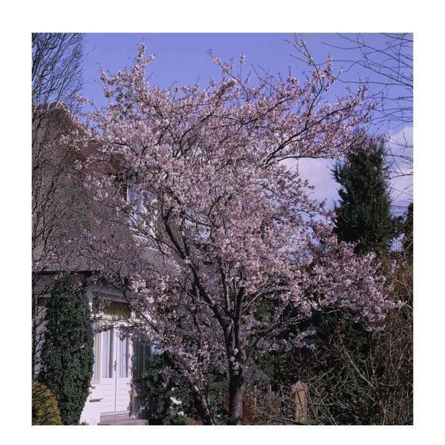 Ornamental Trees * | Prunus X Subhirtella 'Autumnalis Rosea' | Winter-Flowering Cherry Blossom Tree | 12L Pot | 150-180Cm | By Frank P Matthews