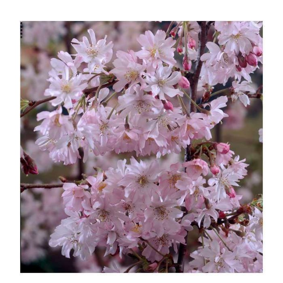 Ornamental Trees * | Prunus X Subhirtella 'Autumnalis Rosea' | Winter-Flowering Cherry Blossom Tree | 12L Pot | 150-180Cm | By Frank P Matthews