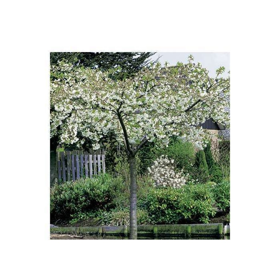 Ornamental Trees * | Prunus 'Shirotae' | Mount Fuji Cherry Blossom Tree | 12L Pot | 150-180Cm | By Frank P Matthews