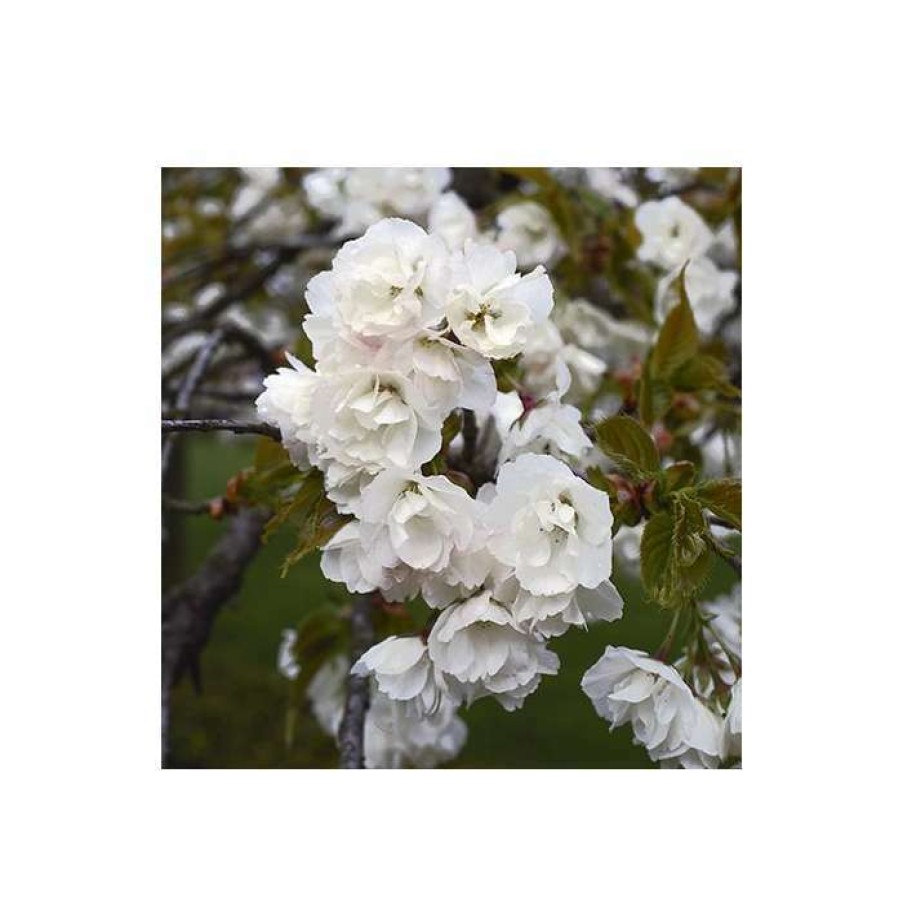 Ornamental Trees * | Prunus 'Shirotae' | Mount Fuji Cherry Blossom Tree | 12L Pot | 150-180Cm | By Frank P Matthews