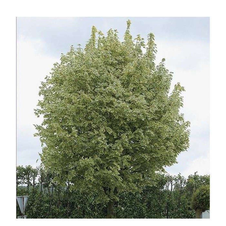 Ornamental Trees * | Acer Platanoides 'Drummondii' |Norway Maple Tree