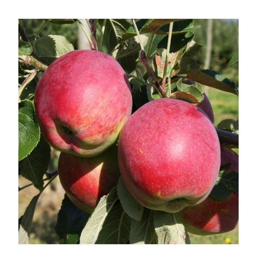 Fruit Trees * | 5Ft 'Eden' Dual Purpose Apple Tree | 12L Pot | M26 Semi-Dwarfing Rootstock | By Frank P Matthews