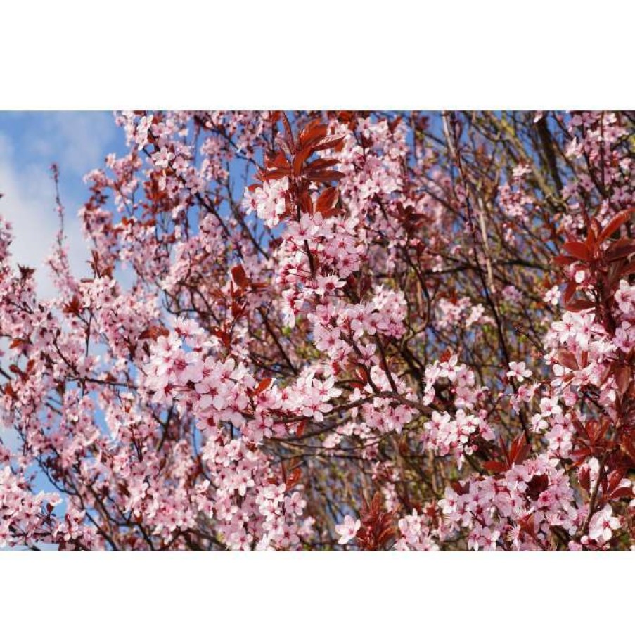 Ornamental Trees * | Prunus Cerasifera 'Nigra' | Cherry Blossom Tree