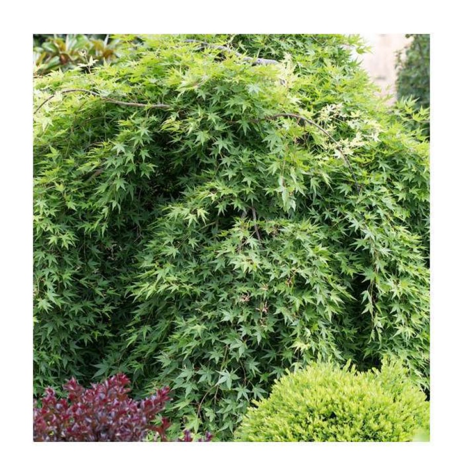 Ornamental Trees * | Acer Palmatum 'Ryusen' | Japanese Maple Tree | 11.5L Pot Patio Top Worked At 40Cm | By Frank P Matthews