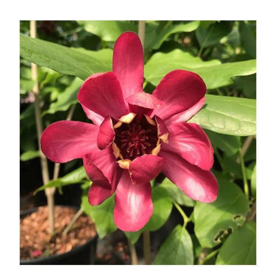 Ornamental Trees * | Calycanthus 'Aphrodite' | 12L Pot | 120-130Cm | By Frank P Matthews