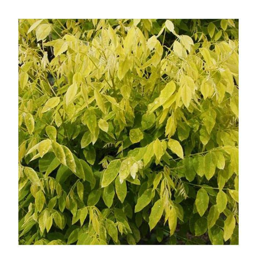 Ornamental Trees * | Sophora Japonica 'Gold Standard' | Japanese Pagoda Tree | 12L Pot Top Worked At 100Cm | 150-180Cm | By Frank P Matthews