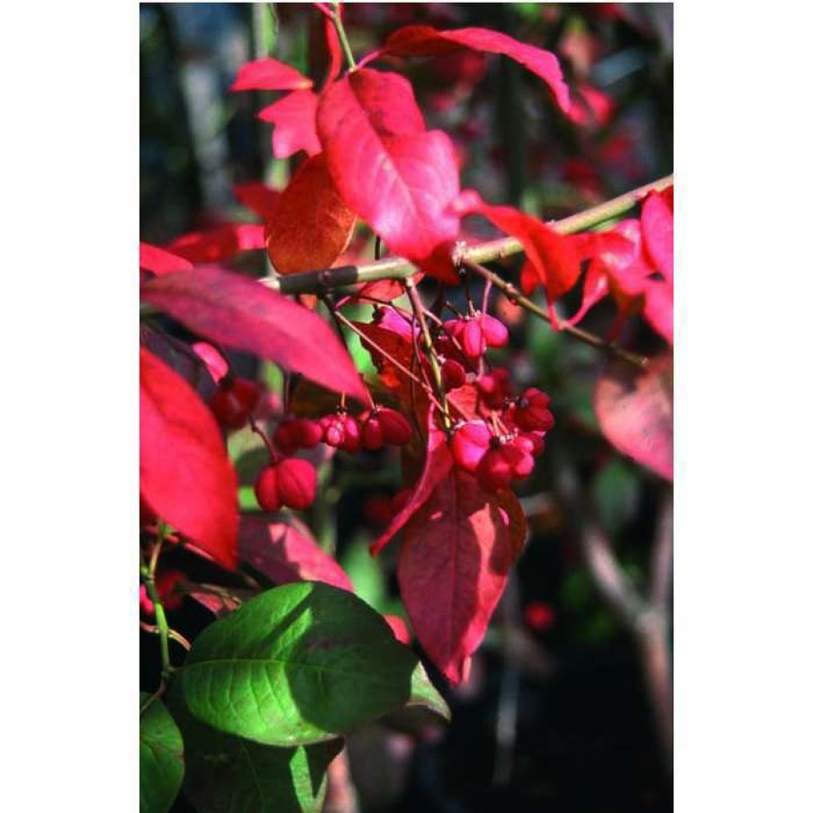 Ornamental Shrubs * | Euonymus Europaeus 'Red Cascade' | Spindle Tree | 12L Pot | 150-180Cm | By Frank P Matthews