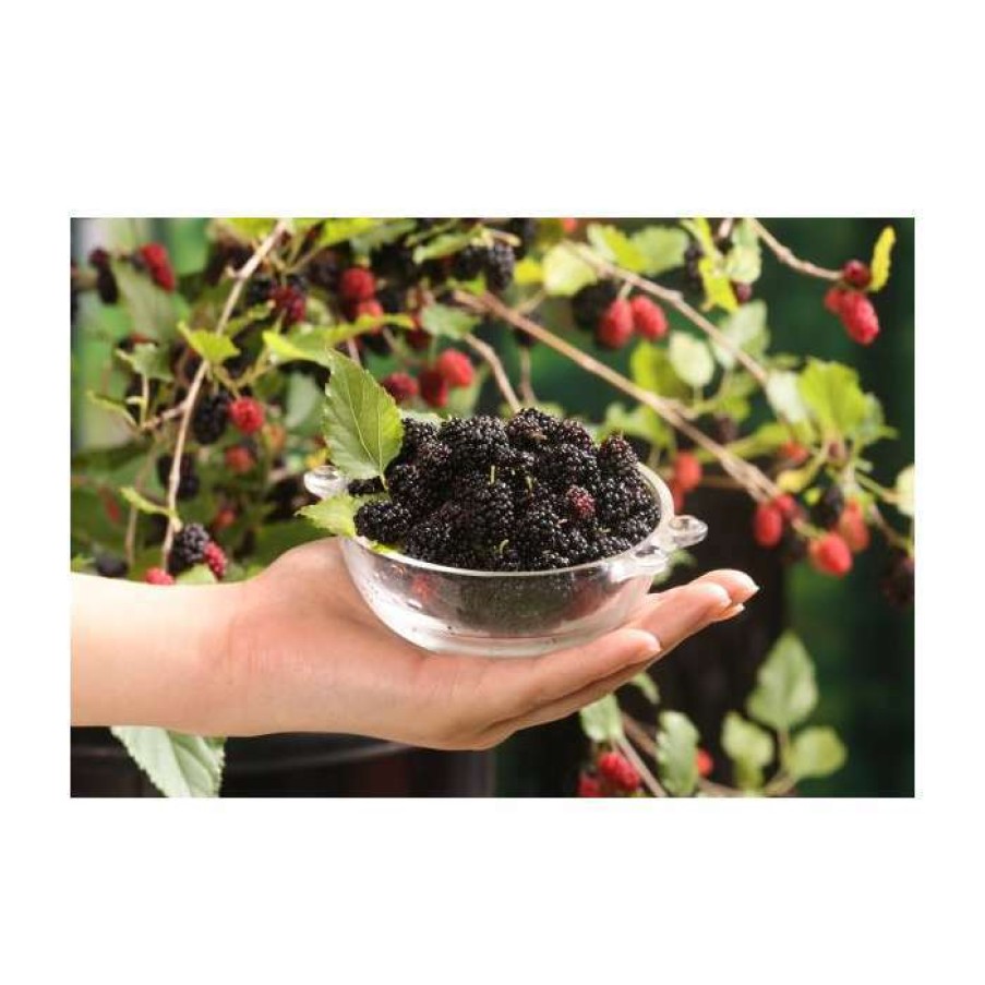 Fruit Trees * | 4Ft 'Mojo Berry' Dwarf Mulberry Tree | 11.5L Pot | By Frank P Matthews