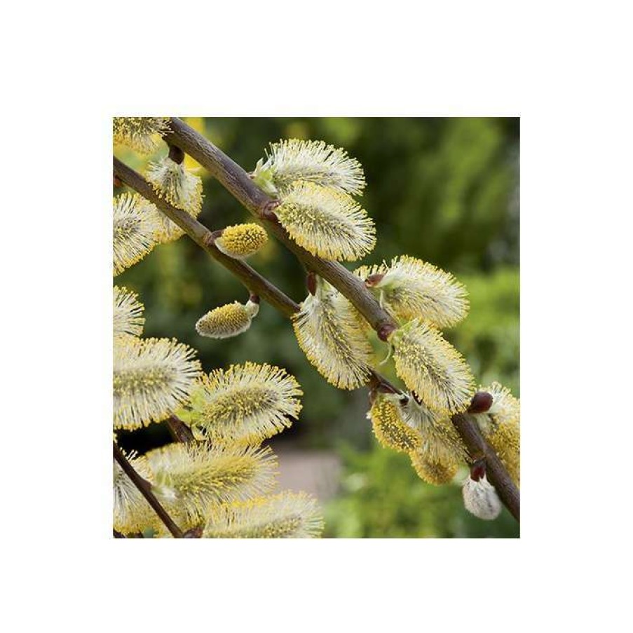 Winter Interest Plants * | Salix Caprea 'Kilmarnock' | Weeping Willow Tree | 12L Pot | 150-180Cm | By Frank P Matthews