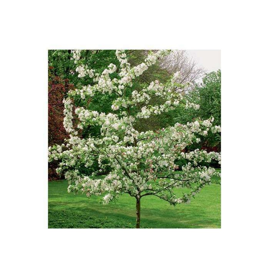 Ornamental Trees * | Malus 'Evereste' | Crabapple Tree