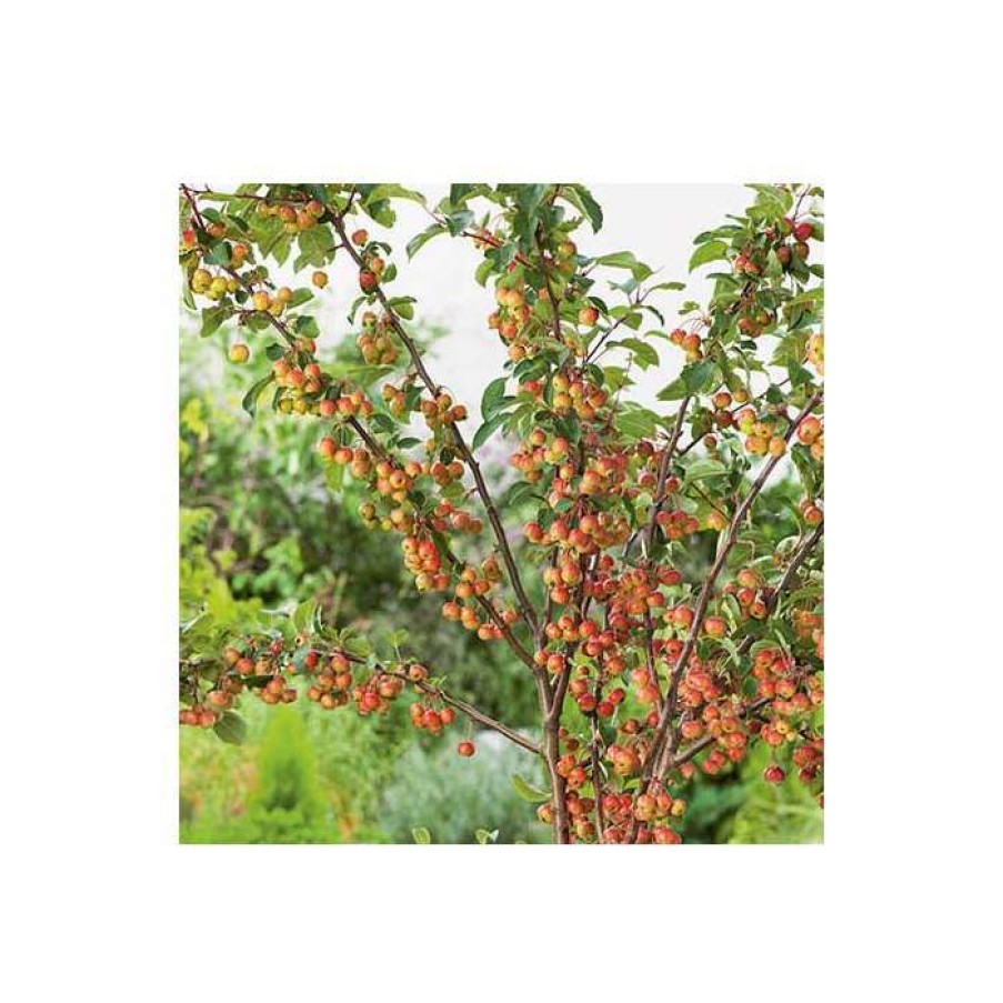 Ornamental Trees * | Malus 'Evereste' | Crabapple Tree