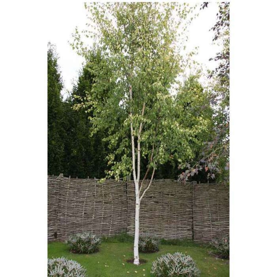 Ornamental Trees * | Betula Pendula Subsp. Pendula 'Golden Fountain' | Golden Birch Tree | 12L Pot | 150-180Cm | By Frank P Matthews