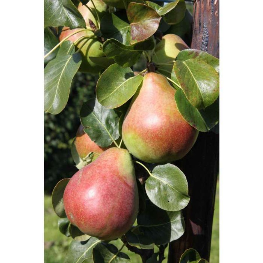 Fruit Trees * | 5Ft 'Obelisk Pear Tree | Quince A Semi Dwarfing Rootstock | 12L Pot | By Frank P Matthews