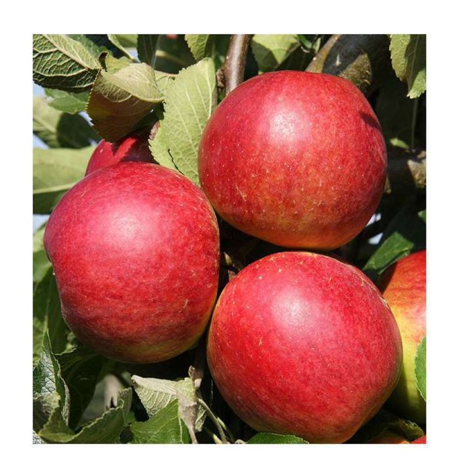 Fruit Trees * | 5Ft 'Core Blimey Dessert Apple Tree | Mm106 Semi Vigorous Rootstock | 12L Pot | By Frank P Matthews