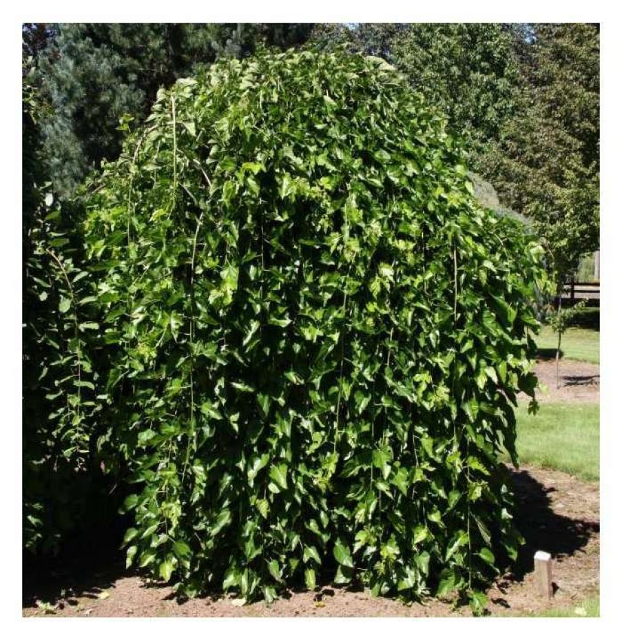 Fruit Trees * | 5Ft 'Weeping Mulberry Tree | 12L Pot | By Frank P Matthews