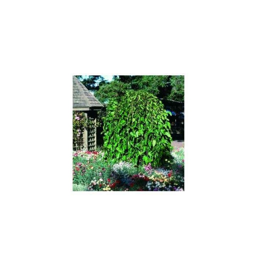 Fruit Trees * | 5Ft 'Weeping Mulberry Tree | 12L Pot | By Frank P Matthews