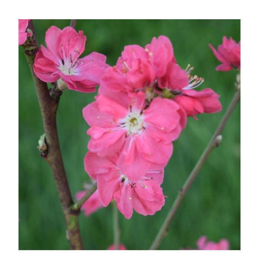 Ornamental Trees * | Prunus Persica 'Terute Red' | Flowing Peach Tree | 12L Pot | 150-180Cm | By Frank P Matthews