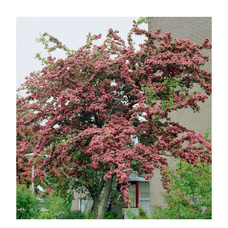 Ornamental Trees * | Crataegus Laevigata 'Pauls Scarlet' | Hawthorn Tree | 12L Pot | 150-180Cm | By Frank P Matthews