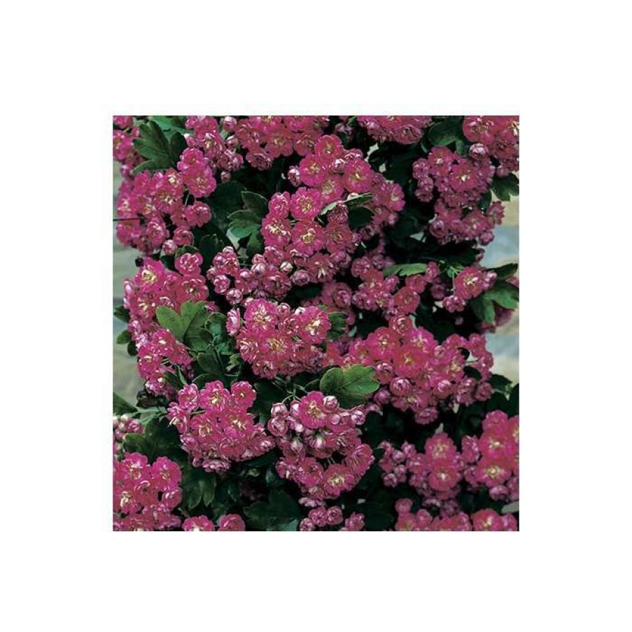 Ornamental Trees * | Crataegus Laevigata 'Pauls Scarlet' | Hawthorn Tree | 12L Pot | 150-180Cm | By Frank P Matthews