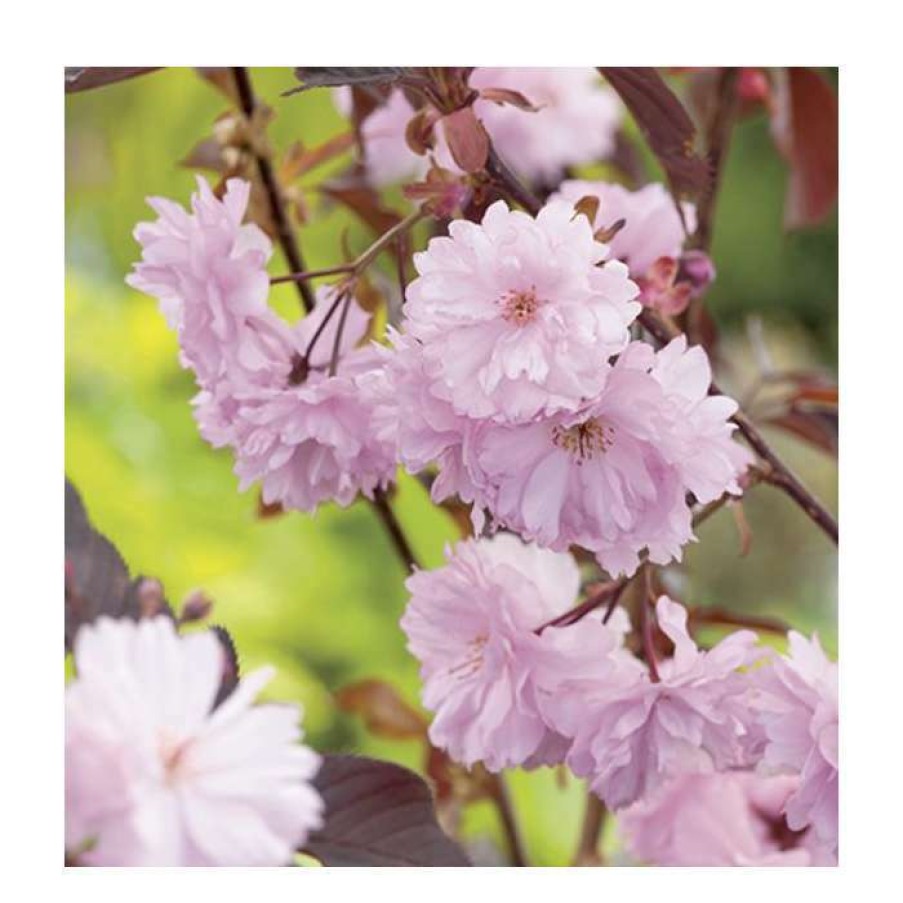 Ornamental Trees * | Prunus Serrulata 'Royal Burgundy' | Cherry Blossom Tree