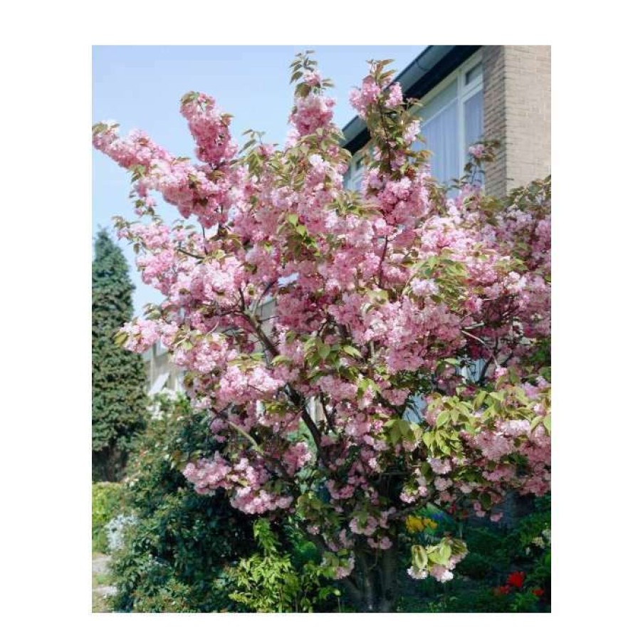 Ornamental Trees * | Prunus 'Pink Perfection' | Cherry Blossom Tree