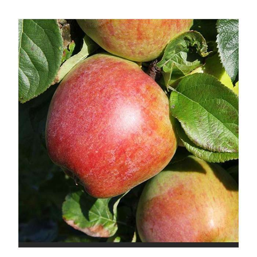 Fruit Trees * | 5Ft 'Howgate Wonder' Cooking Apple Tree | Mm106 Semi Vigorous Rootstock | 12L Pot | By Frank P Matthews