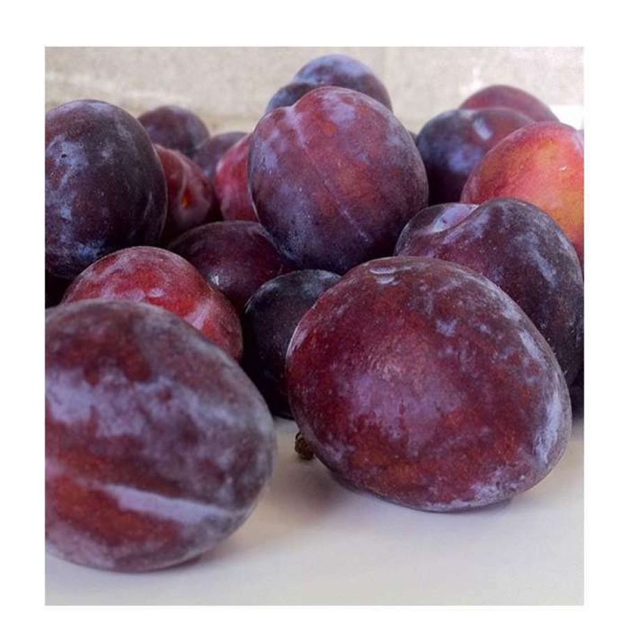 Fruit Trees * | 4-5Ft 'President' Plum Tree | Sja Semi Vigorous Rootstock | 9L Pot