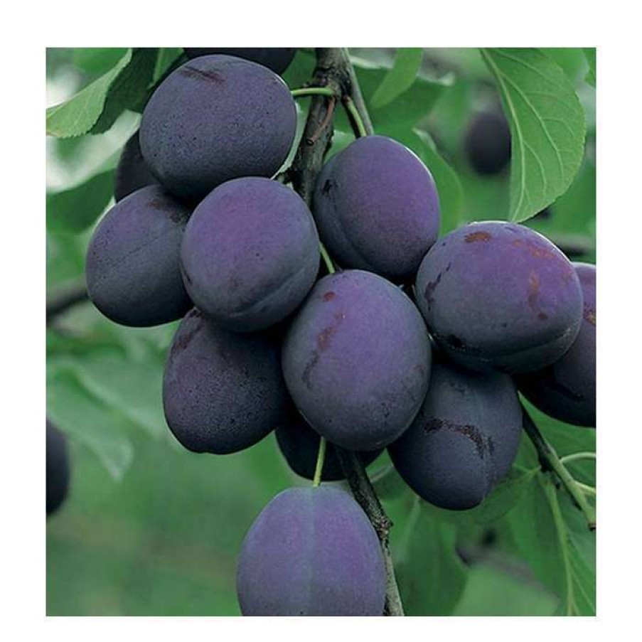 Fruit Trees * | 4-5Ft 'President' Plum Tree | Sja Semi Vigorous Rootstock | 9L Pot