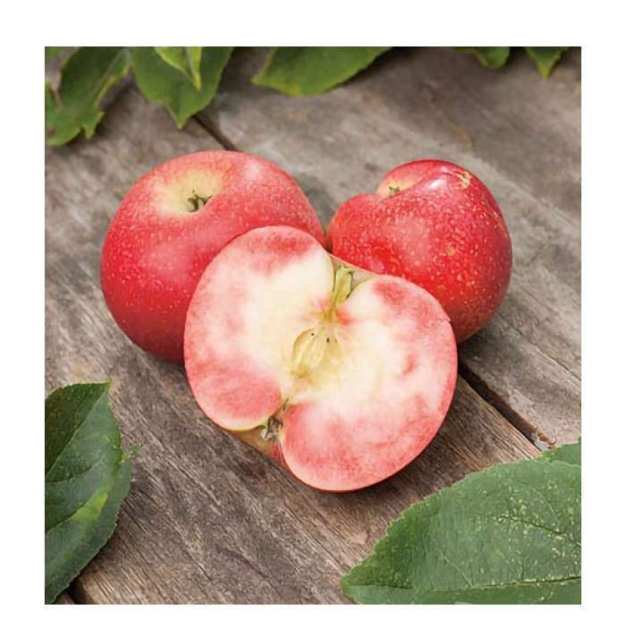 Fruit Trees * | 5Ft 'Rosette Dessert Apple Tree| Mm106 Semi Vigorous Rootstock | 12L Pot | By Frank P Matthews