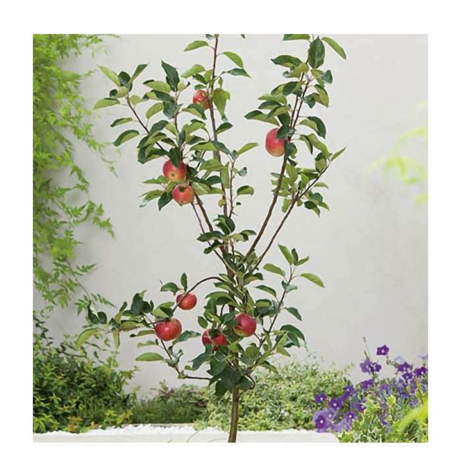 Fruit Trees * | 5Ft 'Rosette Dessert Apple Tree| Mm106 Semi Vigorous Rootstock | 12L Pot | By Frank P Matthews