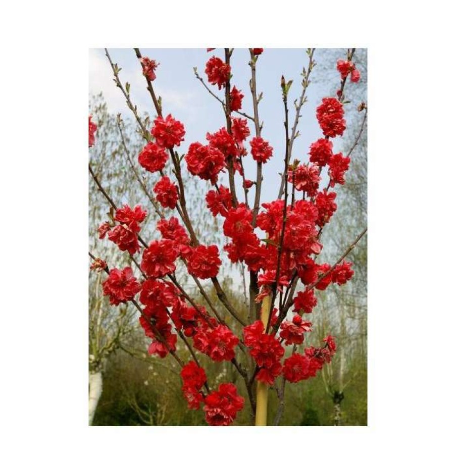 Ornamental Trees * | Prunus Persica Taoflora Red | Red Flowering Peach Tree | 10L Pot | 120-150Cm