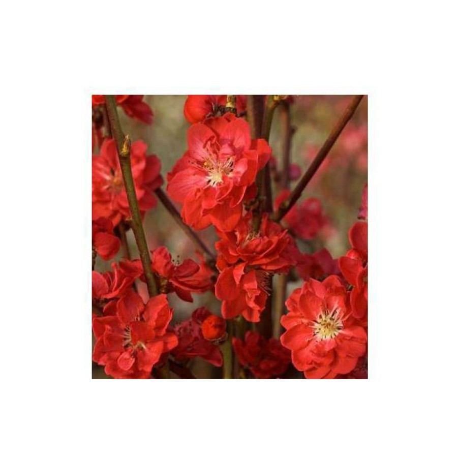 Ornamental Trees * | Prunus Persica Taoflora Red | Red Flowering Peach Tree | 10L Pot | 120-150Cm