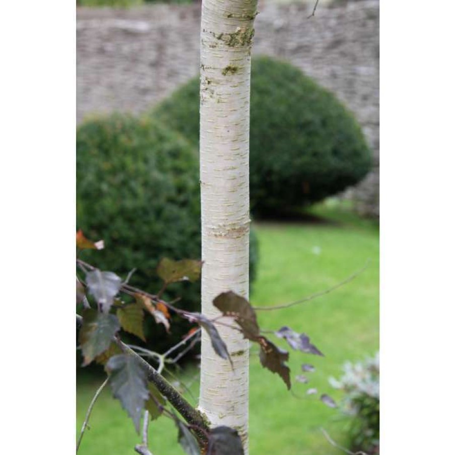 Ornamental Trees * | Betula 'Royal Frost' | Purple Birch Tree | 12L Pot | 150-180Cm | By Frank P Matthews